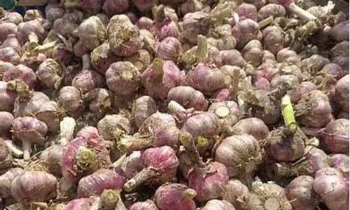 杞县大蒜价格最新行情_杞县大蒜价格最新行情格今天价格