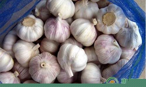 大蒜价格最新行情_苍山大蒜价格最新行情