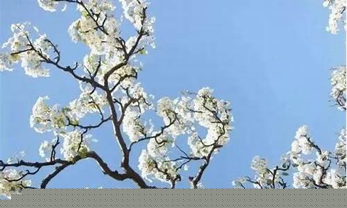 梨树天气预报40天_梨树天气15天预报